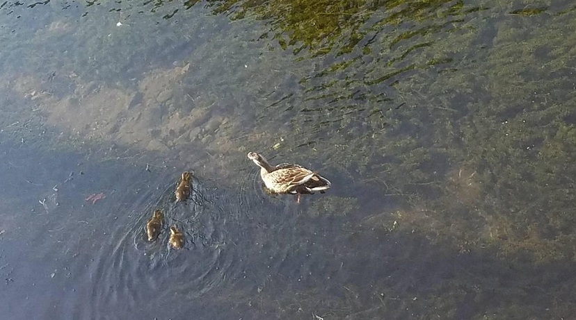カモの親子🐣