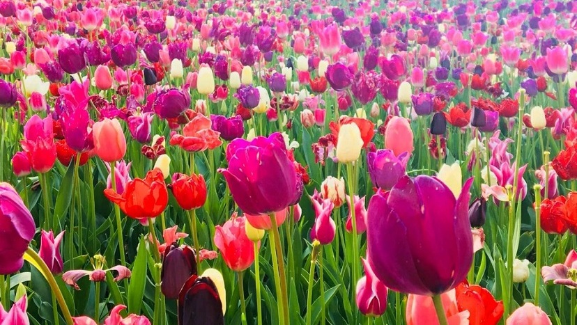 お花畑🌷